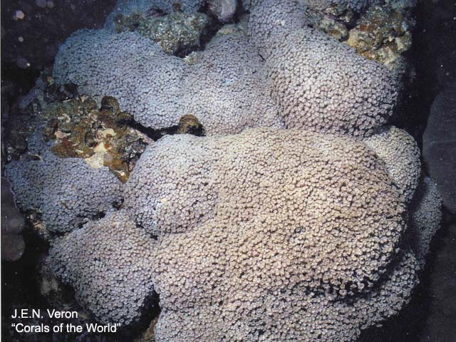 Goniopora pedunculata