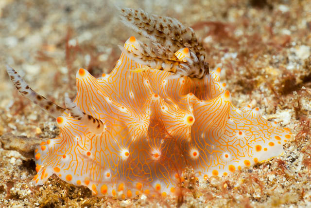 Halgerda batangas