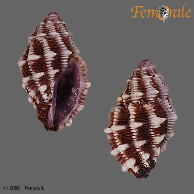 Habromorula biconica
