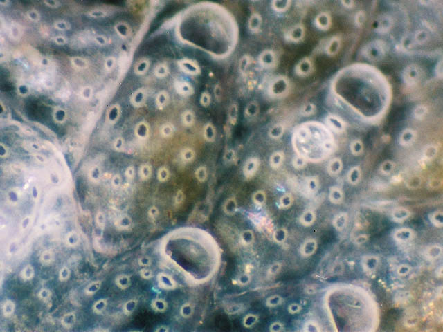 Haplopoma graniferum
