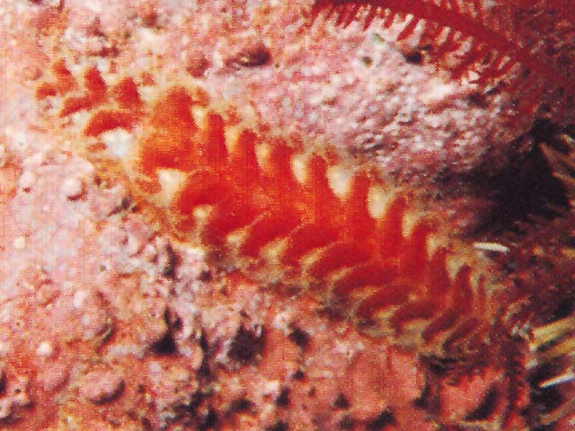 Harmothoe imbricata