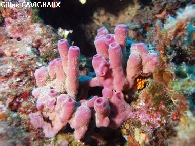 Haliclona mediterranea