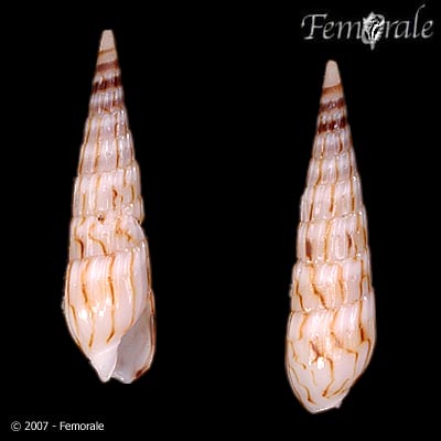 Hastula penicillata