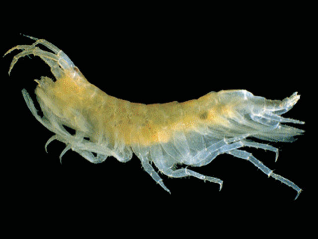 Haplocheira plumosa
