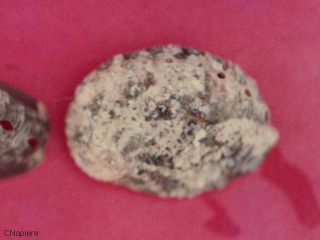 Haliotis varia