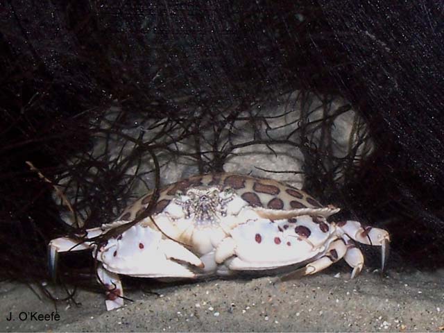 Hepatus epheliticus