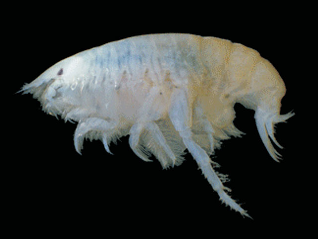 Heterophoxus trichosus