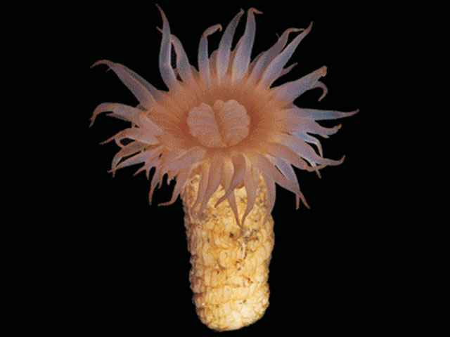 Hormathia lacunifera