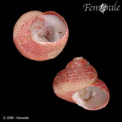 Homalopoma luridum