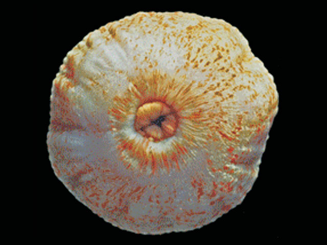 Hosco_u3.jpg