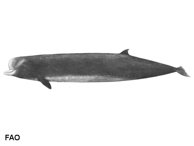 Hyperoodon ampullatus