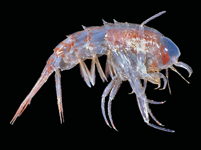 Hyperia macrocephala