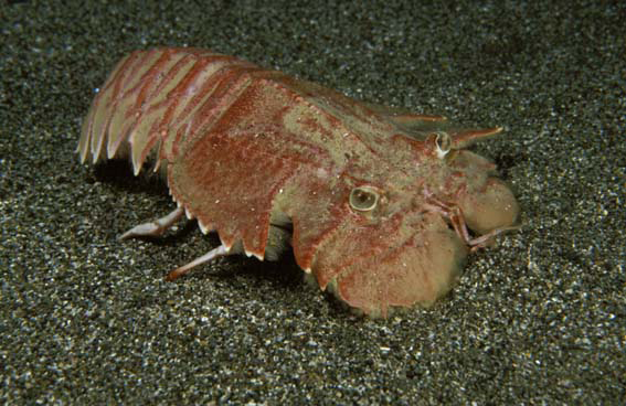 Ibacus alticrenatus