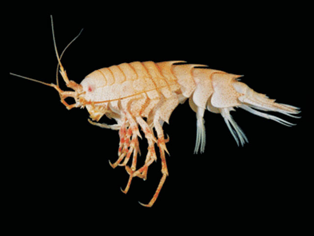 Iphimediella cyclogena