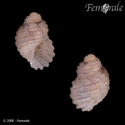 Iselica anomala