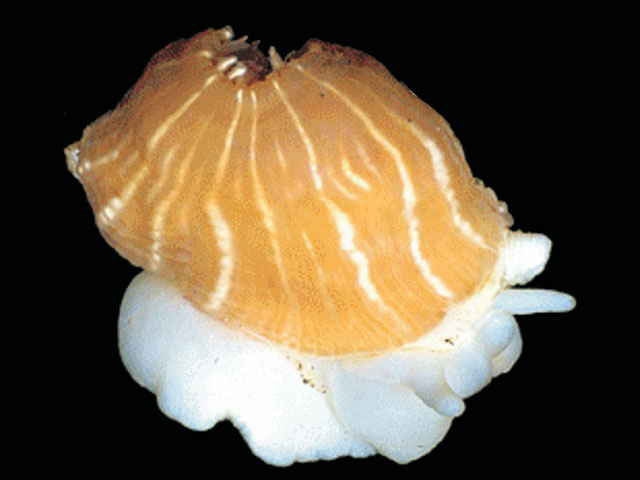 Isstr_u0.jpg