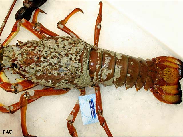 Sagmariasus verreauxi