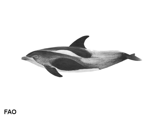 Lagenorhynchus albirostris