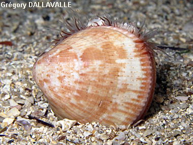 Laevicardium crassum