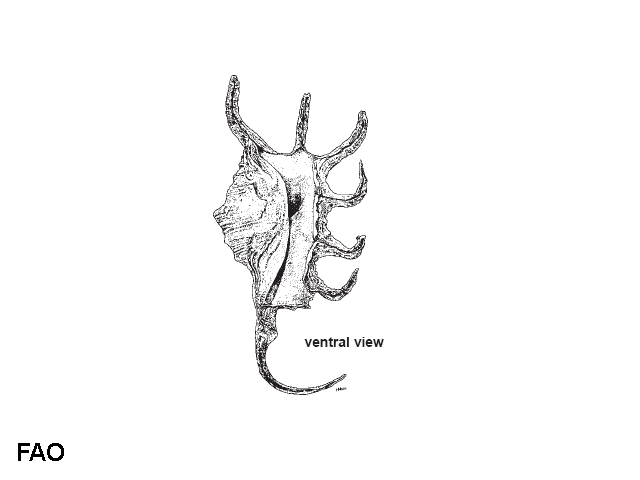 Lambis crocata