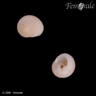 Leptothyra candida