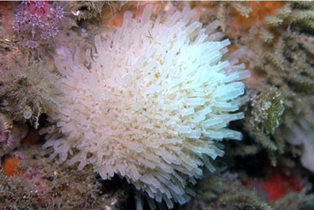 Leucosolenia complicata