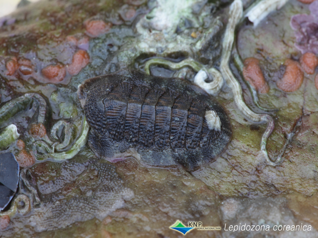 Lepidozona coreanica