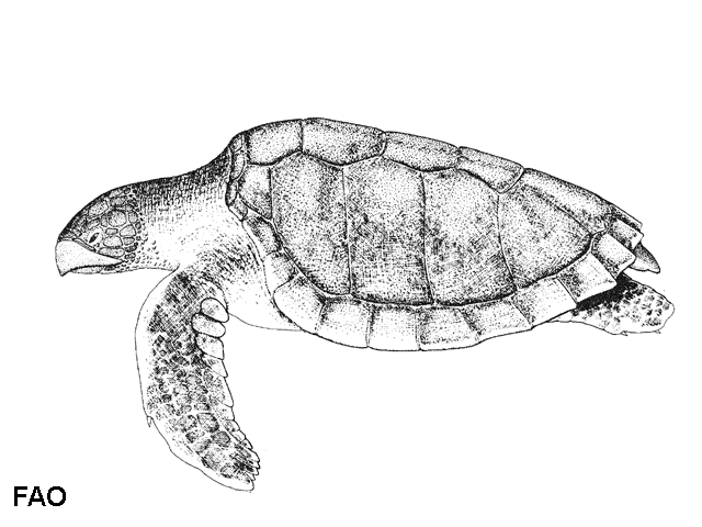 Lepidochelys kempii