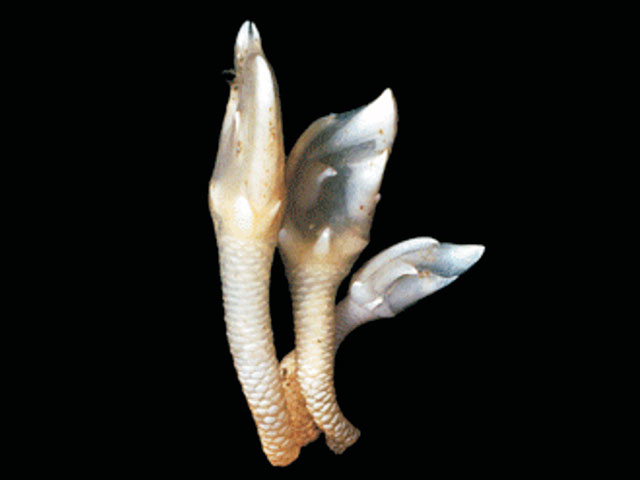Litoscalpellum aurorae
