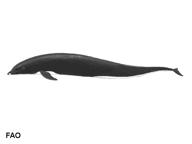 Lissodelphis borealis