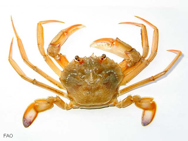 Lidep_u0.jpg