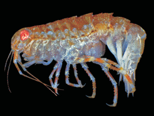 Liouvillea oculata