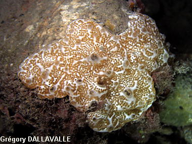 Lissoclinum weigelei