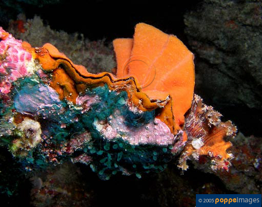 Lopha cristagalli