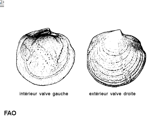 Loripes lucinalis