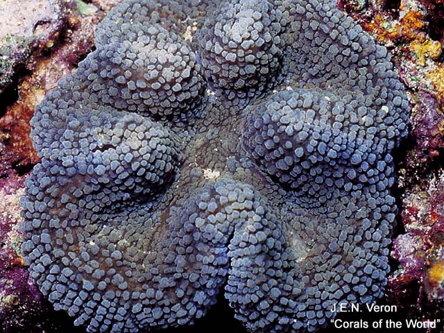 Lobophyllia robusta