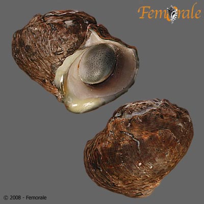 Lunella coronata