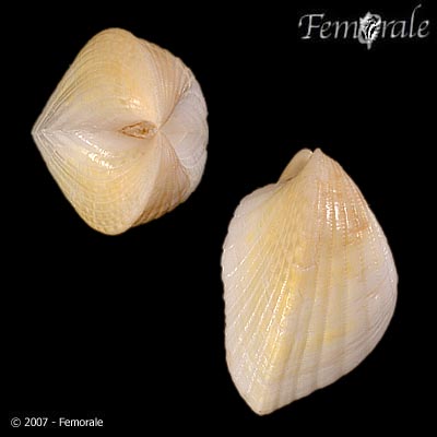 Lunulicardia retusa