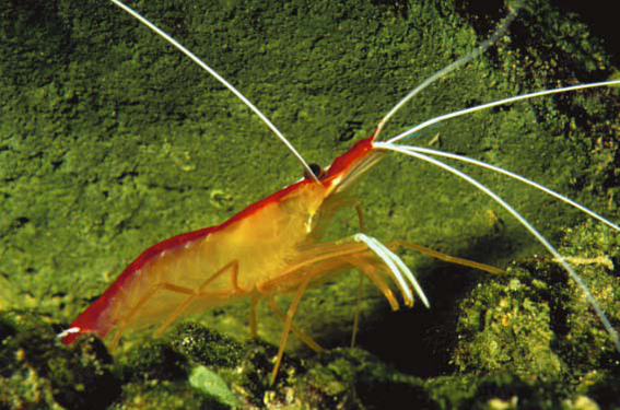 Lysmata grabhami