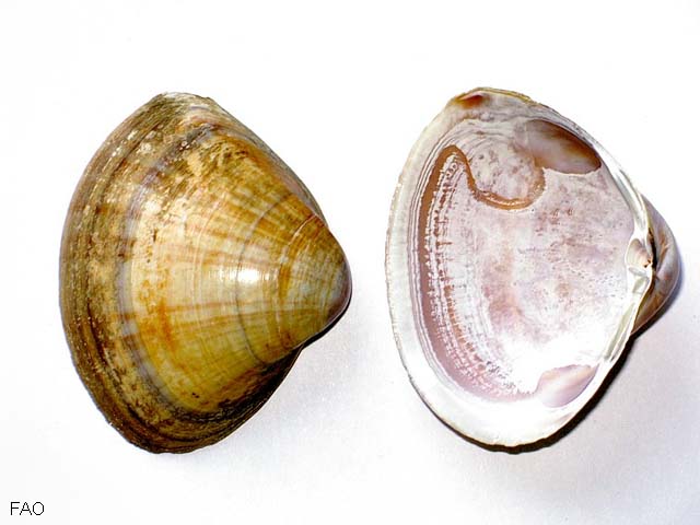 Macor_u0.jpg