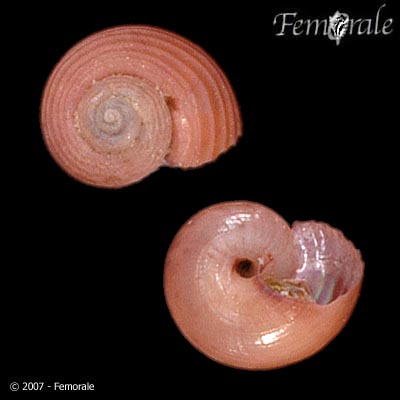 Margarites groenlandicus