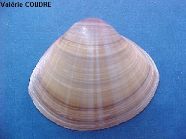 Mactra stultorum