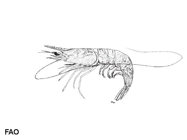 Metapenaeus anchistus