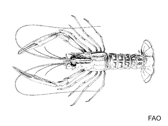 Metanephrops andamanicus