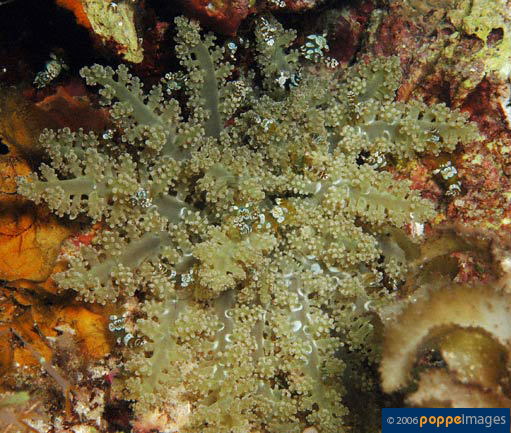 Megalactis hemprichii