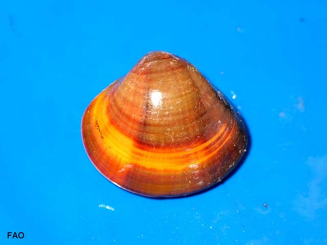 Meretrix lusoria