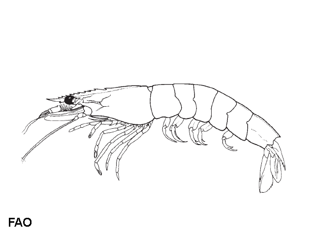 Melicertus marginatus