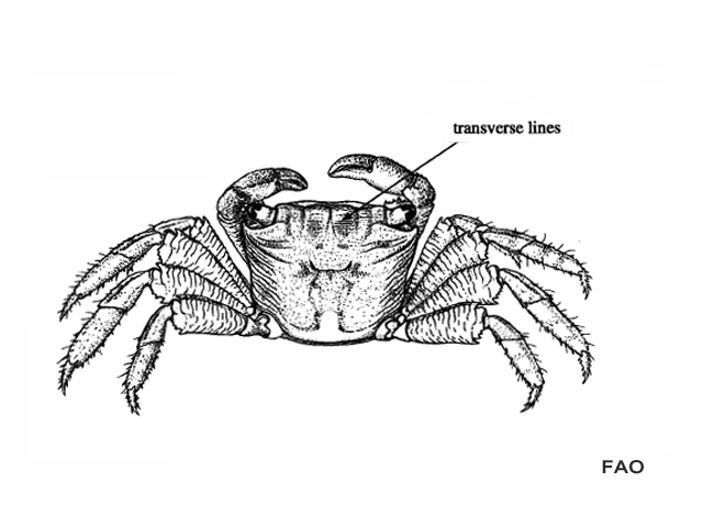 Metopograpsus messor