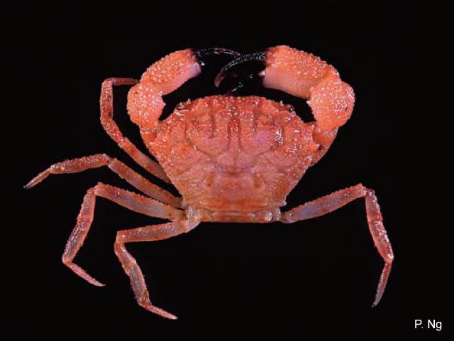 Miersiella cavifrons