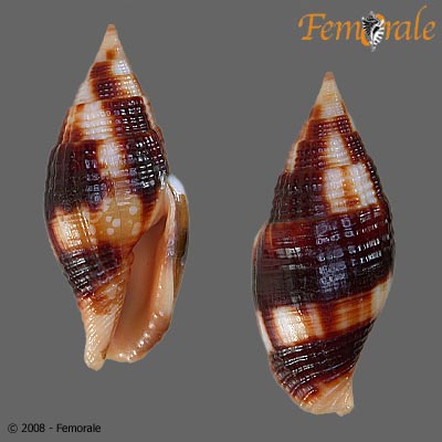Mitra chrysostoma